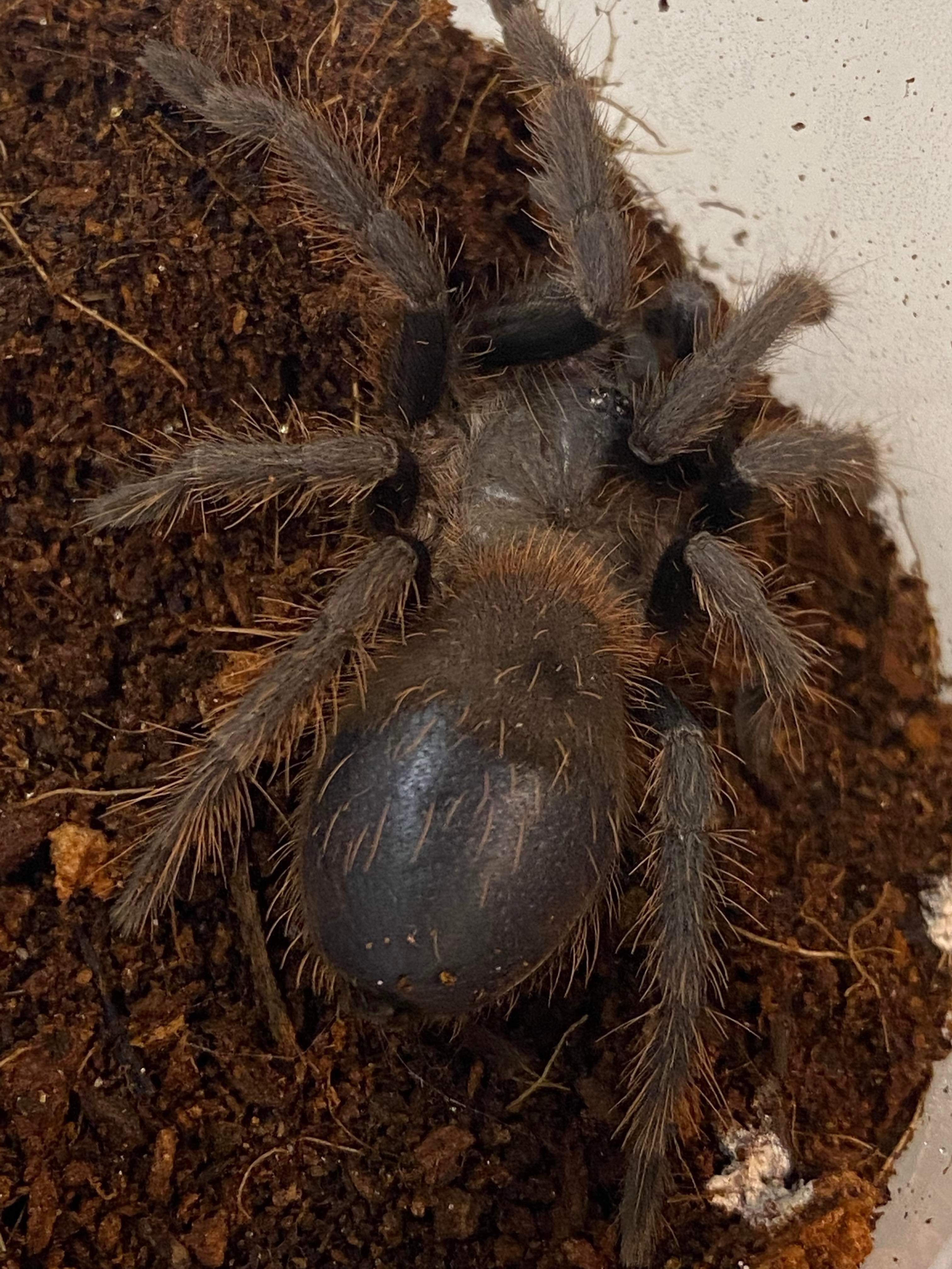 Pterinopelma sazimai (Brazilian Blue) CB – US Invertebrate LLC