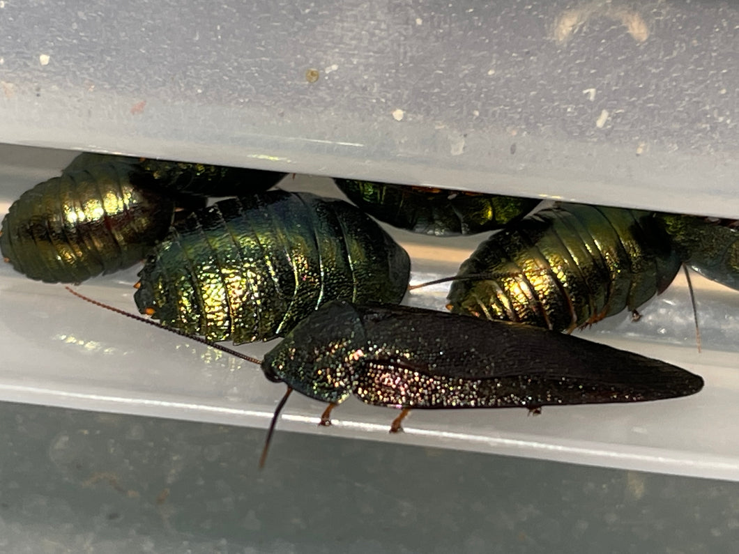 Metallic Cockroach Pseudoglomeris magnifica (Emerald Green Roach) – US Invertebrate LLC