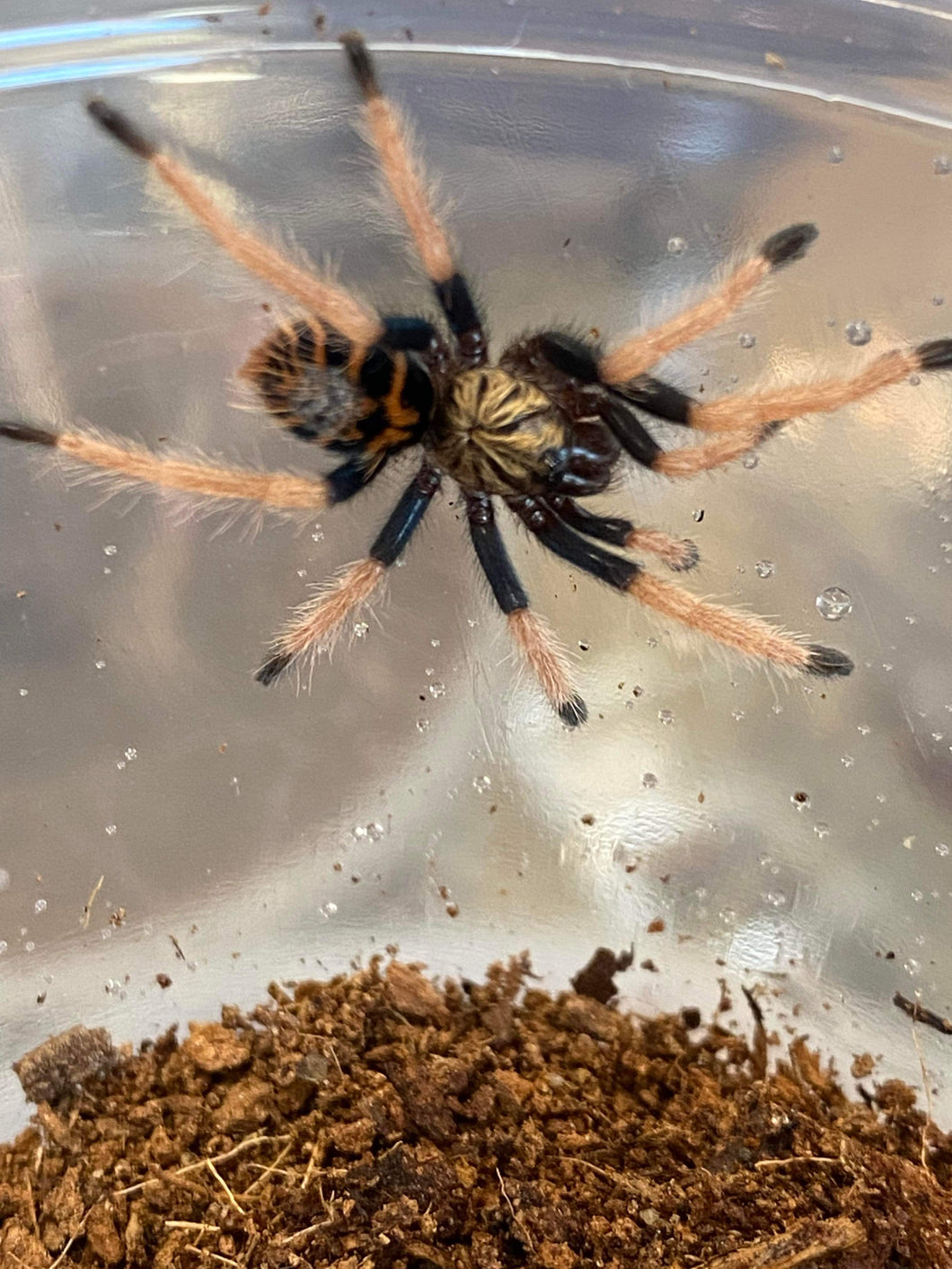 Chromatopelma cyaneopubescens (Green Bottle Blue Tarantula)