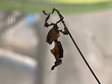 Load image into Gallery viewer, Ghost Mantis (Phyllocrania paradoxa)
