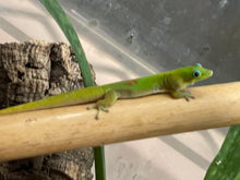 Load image into Gallery viewer, Gold Dust Day Gecko “Phelsuma laticauda”
