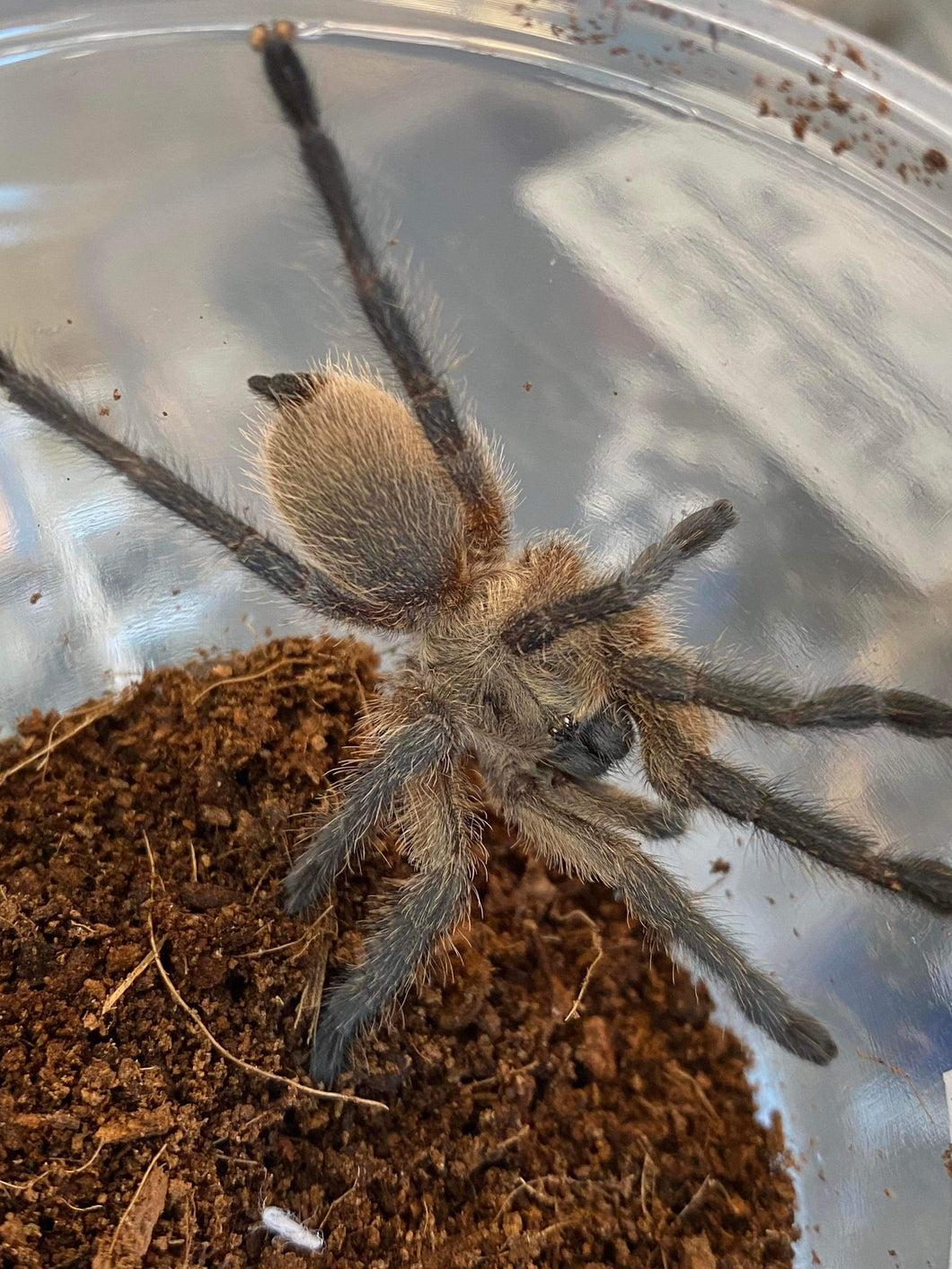 Monocentropus balfouri (Blue Leg Baboon) Tarantula