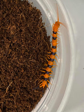 Load image into Gallery viewer, Scolopendra hardwickei Captive bred 4”
