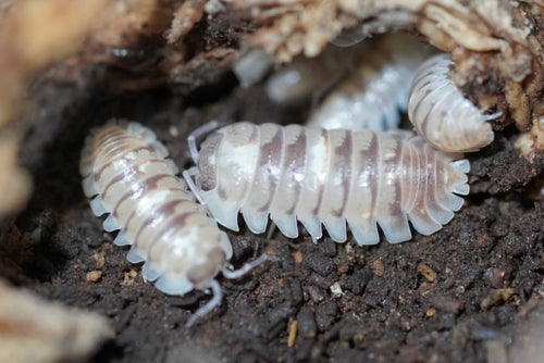 100+ Live Springtails in 8oz bioactive substrate