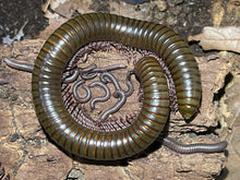 Load image into Gallery viewer, Telodeinopus aoutii (African olive giant millipede)
