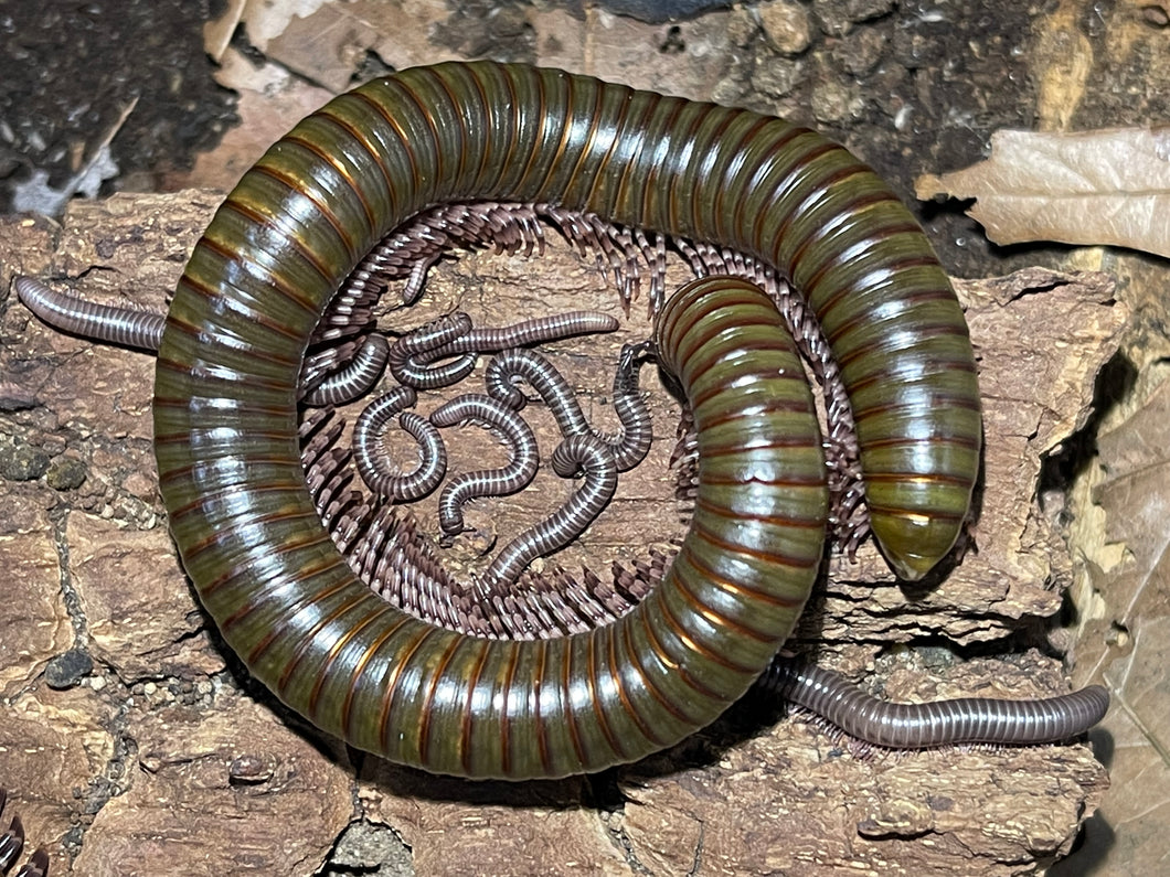 Telodeinopus aoutii (African olive giant millipede)