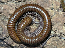 Load image into Gallery viewer, Telodeinopus aoutii (African olive giant millipede)

